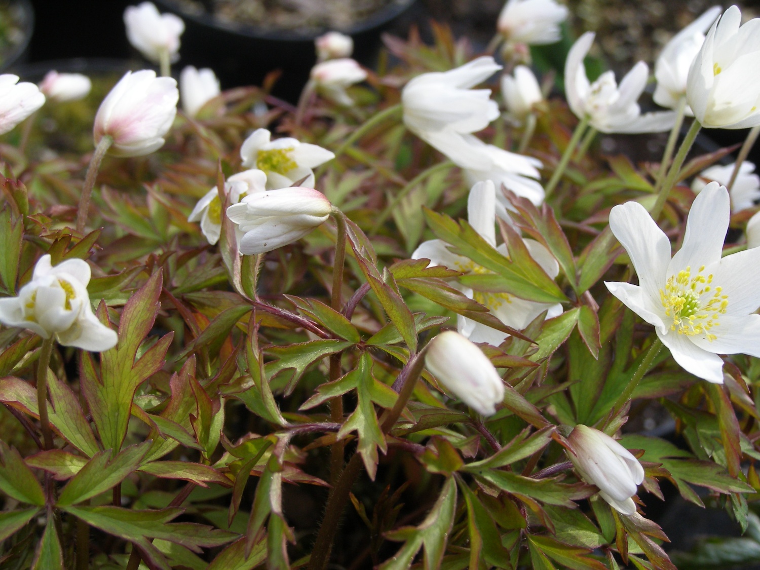 Anemone nemorosa 'Glyncoch Gold'